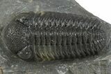 Prone Morocops Trilobite - Ofaten, Morocco #345185-1